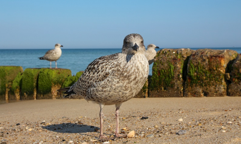 Gäste werden bei ihrer Ankunft in Kampen sofort von den kreischenden Möwen begrüßt. Die Vögel sind überall auf der Insel ein vertrauter Anblick. ( Foto: Shutterstock-Travelbee Photography )